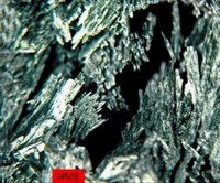 /album/galerie-photos/craoubere-est-p1-actinote-13501-mod5-jpg1/